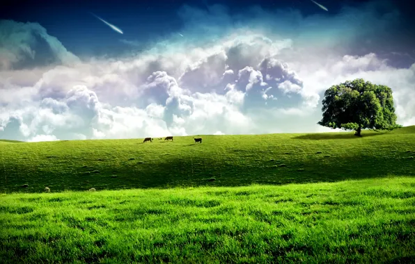 Field, clouds, tree, cows