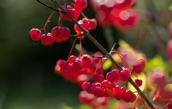 Picture light, branches, red, berries, the dark background, fruit, bokeh