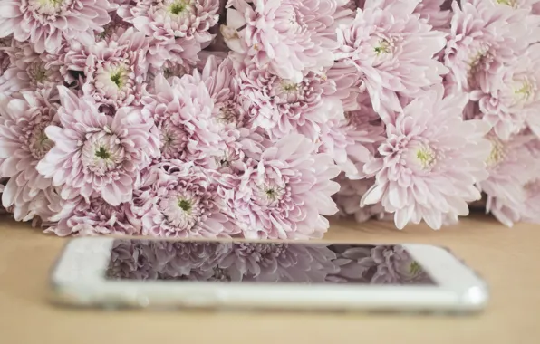 Macro, flowers, Chrysanthemum