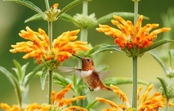 Flowers, Hummingbird, bird, Leonotis pustyrnikov
