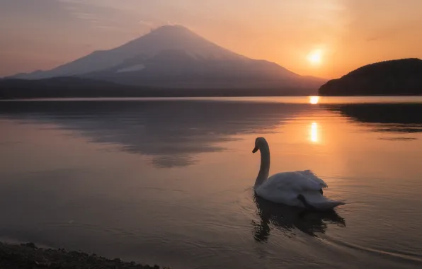 Picture landscape, sunset, lake, bird, mountain, the volcano, Japan, Swan