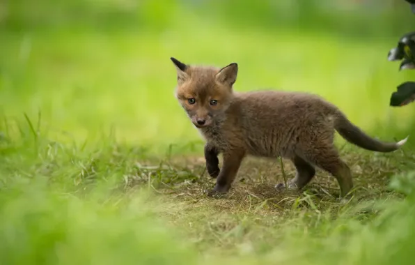 Nature, spring, Fox