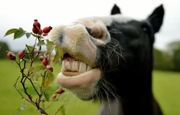 Picture face, horse, teeth, briar