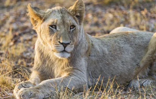 Picture cat, Leo, cub, lion, ©Tambako The Jaguar