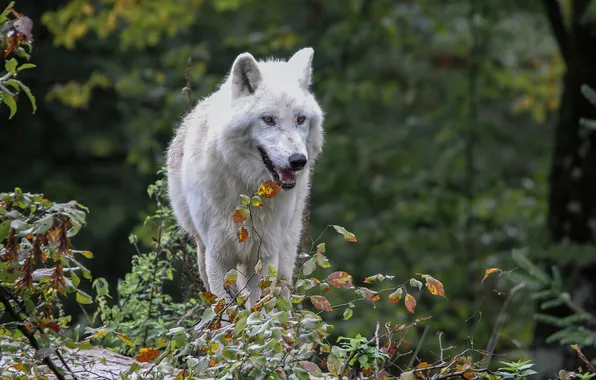 Picture nature, snow, predator, face, animal, wolf, wildlife, portrait