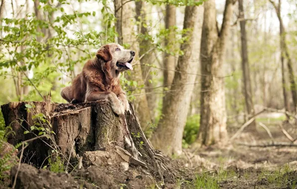 Picture forest, trees, stump, dog