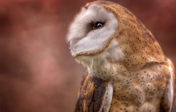 Wallpaper background, owl, bird, portrait, profile, the barn owl images