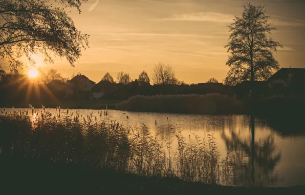 Grass, twilight, river, sunset, houses, dusk, branches, bush