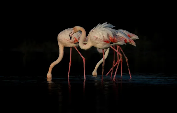 Birds, the dark background, black background, Flamingo, pond, flock, pink flamingos