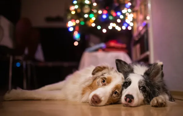 Dogs, look, lights, room, furniture, Christmas, floor, New year