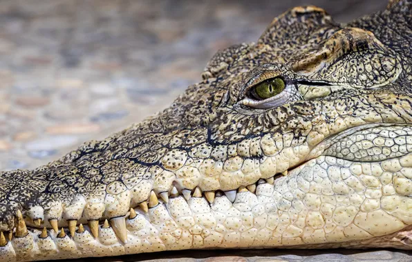 Lizard, crocodile, reptile, teeth