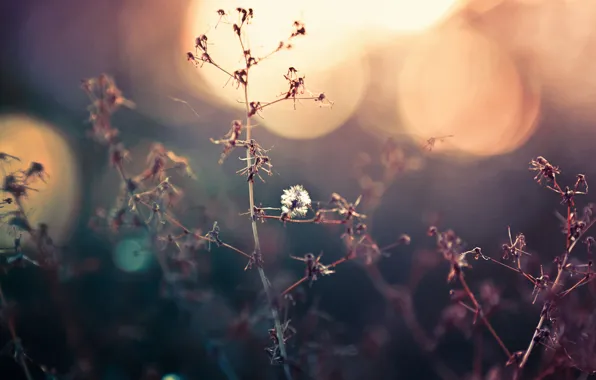 Picture field, grass, sunset
