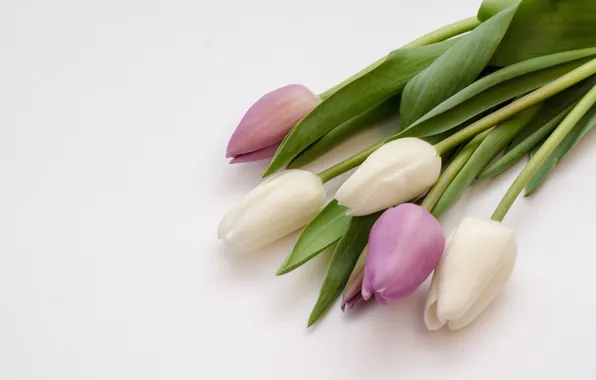 Flowers, purple, tulips, white, white, flowers, tulips, purple