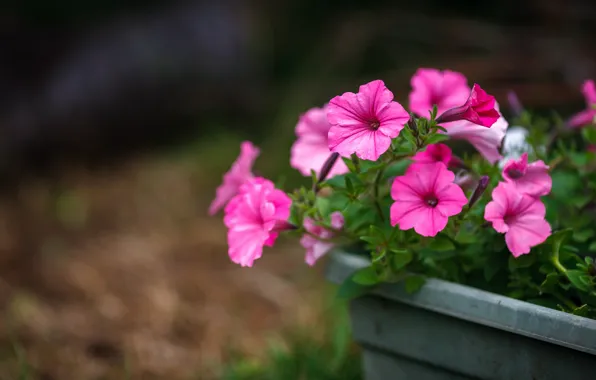 Summer, flowers, the dark background, garden, pink, box, Petunia, petunias