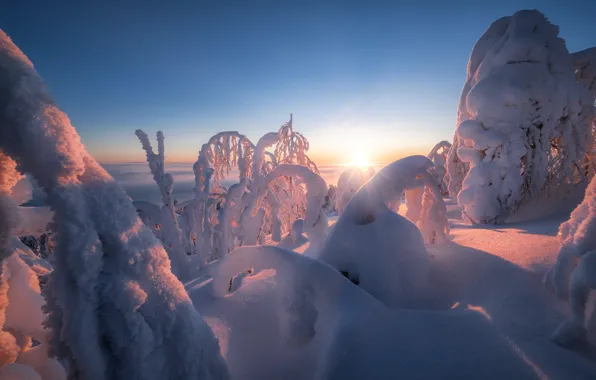 Winter, the sun, snow, trees, landscape, nature, morning, Perm Krai
