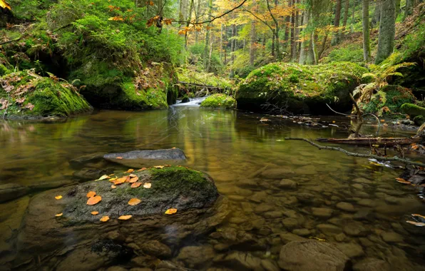 Picture forest, Czech Republic, river