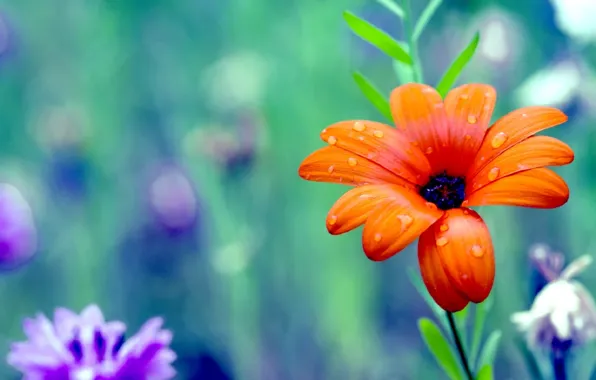 Flower, color, colors, petals, colorful, flower, wild, colorful