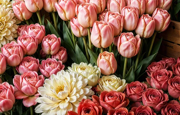 Flowers, colorful, pink, flowers, tulips, spring, roses