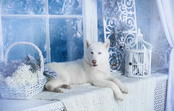 Picture dog, white, husky
