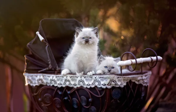 Cats, nature, background, pair, kittens, stroller, two, pussies