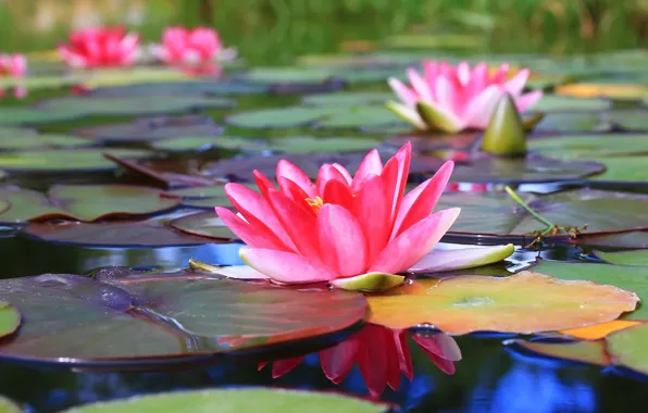 Flowers, pond, Lotus, Lily, water Lily