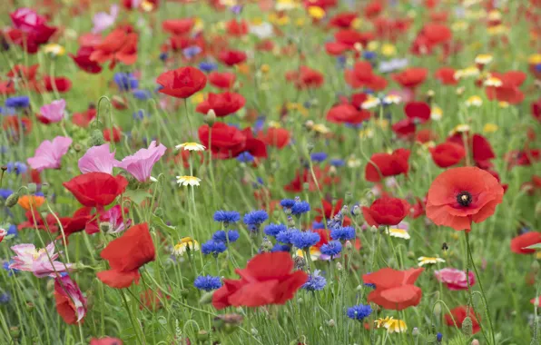 Summer, flowers, glade, Maki, chamomile, red, field, blue
