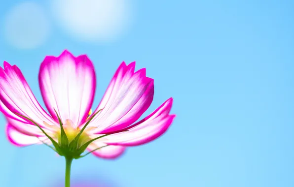 Flower, the sky, petals, stem