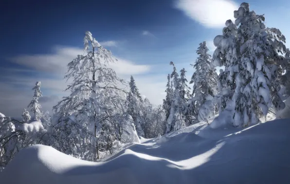 Picture winter, snow, trees, the snow, Russia, Ural, Nikolay Shevchenko