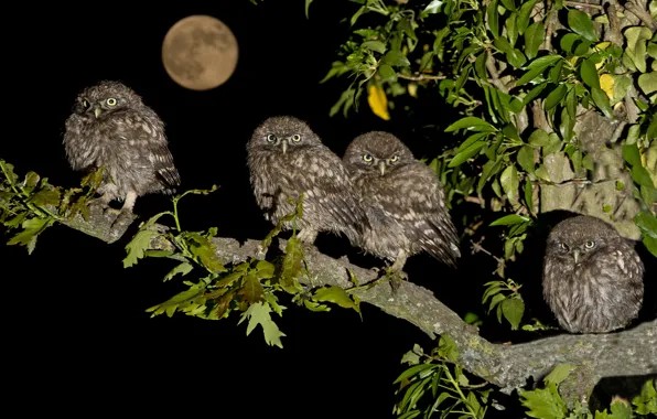 Birds, night, the moon, branch, Chicks, family, brownies owls