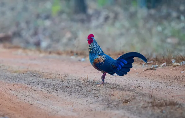 Road, bird, cock