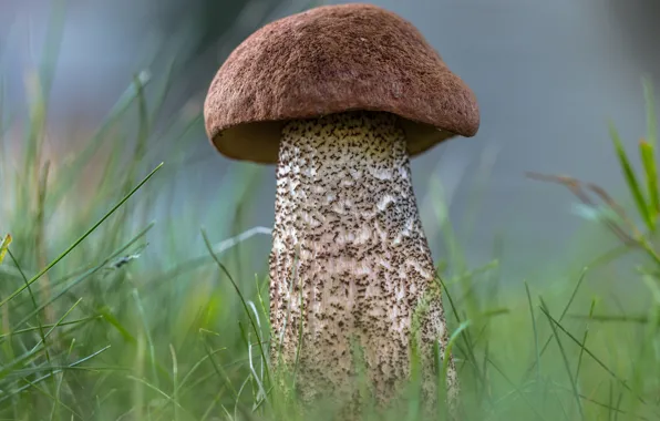 Picture forest, grass, nature, mushroom, boletus