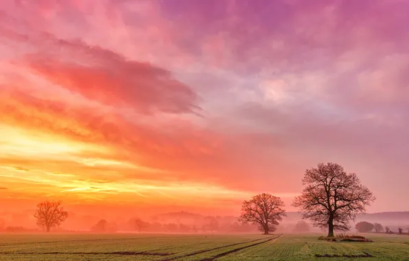 Picture field, clouds, trees, fog, dawn, dawn