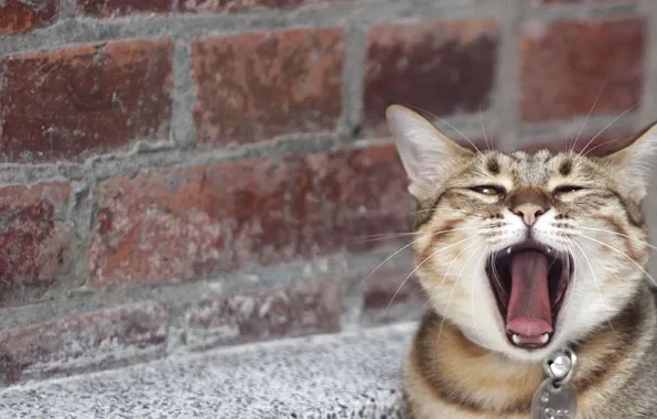 Picture yawns, brick wall, tabby cat