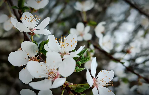 Nature, cherry, background, spring, nature, background, cherry, spring