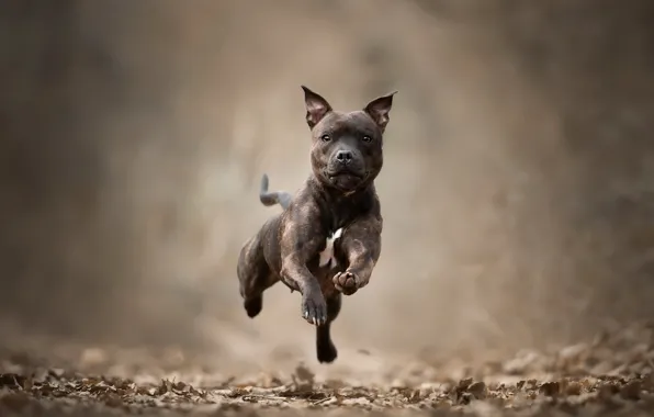 Picture nature, dog, running