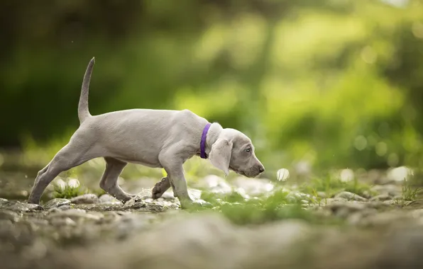 Nature, dog, puppy
