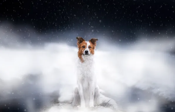 Winter, field, look, snow, pose, fog, dog, paws
