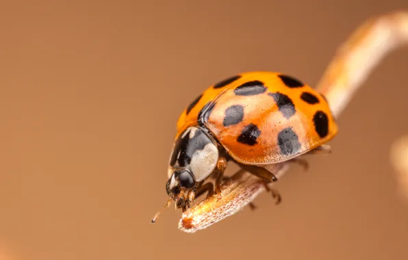 Picture ladybug, stem, insect, bokeh