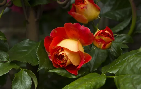 Flower, leaves, flowers, rose, roses, orange, garden, red