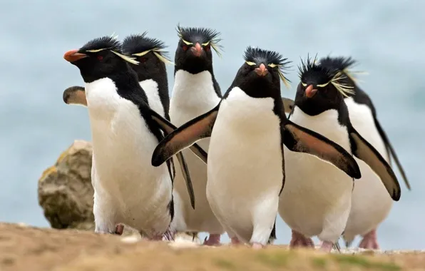 Animals, birds, penguins, group of animals, two white and black ceramic vases