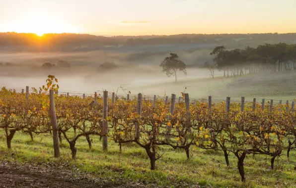 Wallpaper morning, fog, Australia, vineyard, autumn