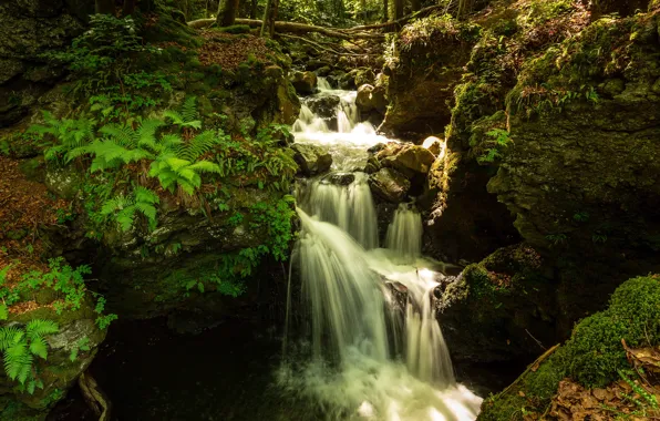Branches, stones, rocks, vegetation, waterfall, stream, fern