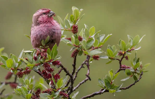 Branches, bird, color, feathers, beak