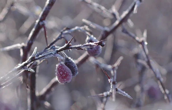 Macro, berries, branch, spikes, frost