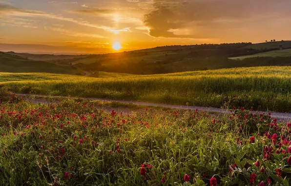 Road, field, landscape, sunset, flowers, nature