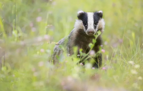 Face, glade, badger