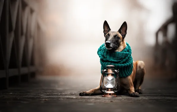 Bridge, dog, scarf, lantern, bokeh, Malinois, Belgian shepherd