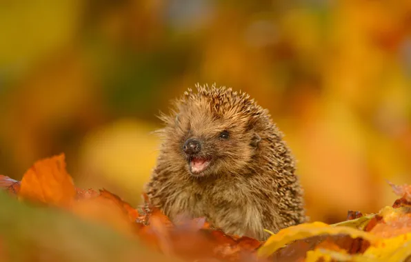 Autumn, leaves, smile, barb, muzzle, hedgehog