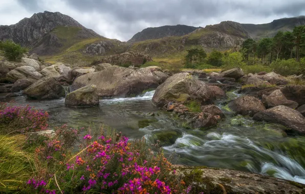 Picture trees, flowers, mountains, stream, stones, valley