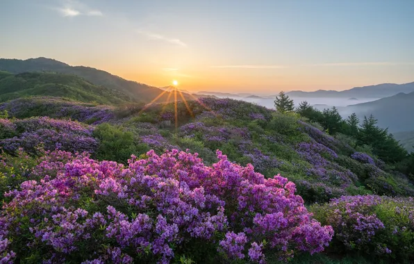 Flowers, mountains, beauty, horizon, Dawn, space, the rays of the sun, Jaeyoun Ryu
